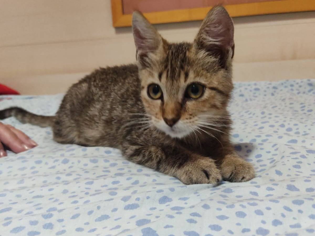Adozione gatto, maschio, Razza sconosciuta Razza sconosciuta, 2 mesi, taglia non valida, Siracusa