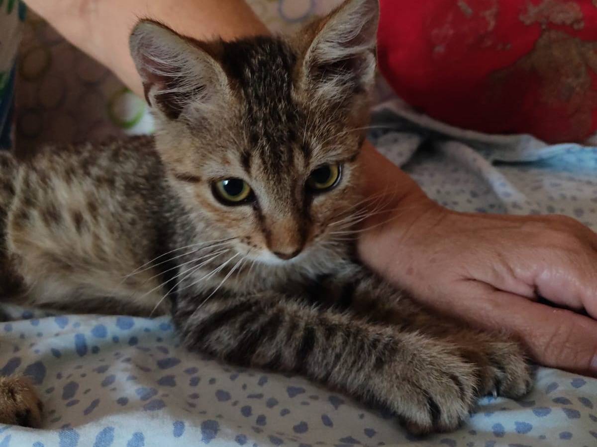 Adotta un gatto, maschio, 2 mesi, Siracusa