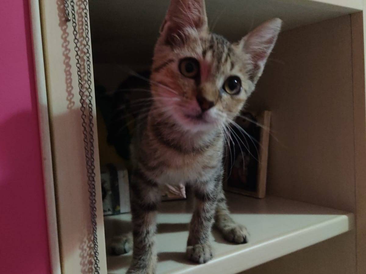Adotta un gatto, taglia non valida, maschio, Siracusa