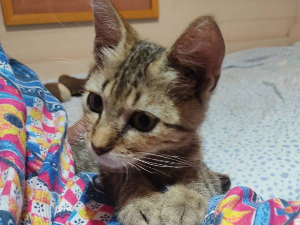 Vuoi adottare un gatto a Siracusa?