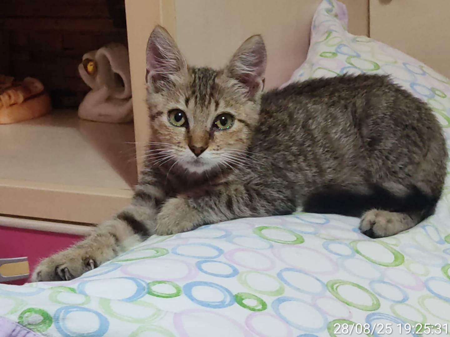 Adotta il gatto Chicco a Siracusa