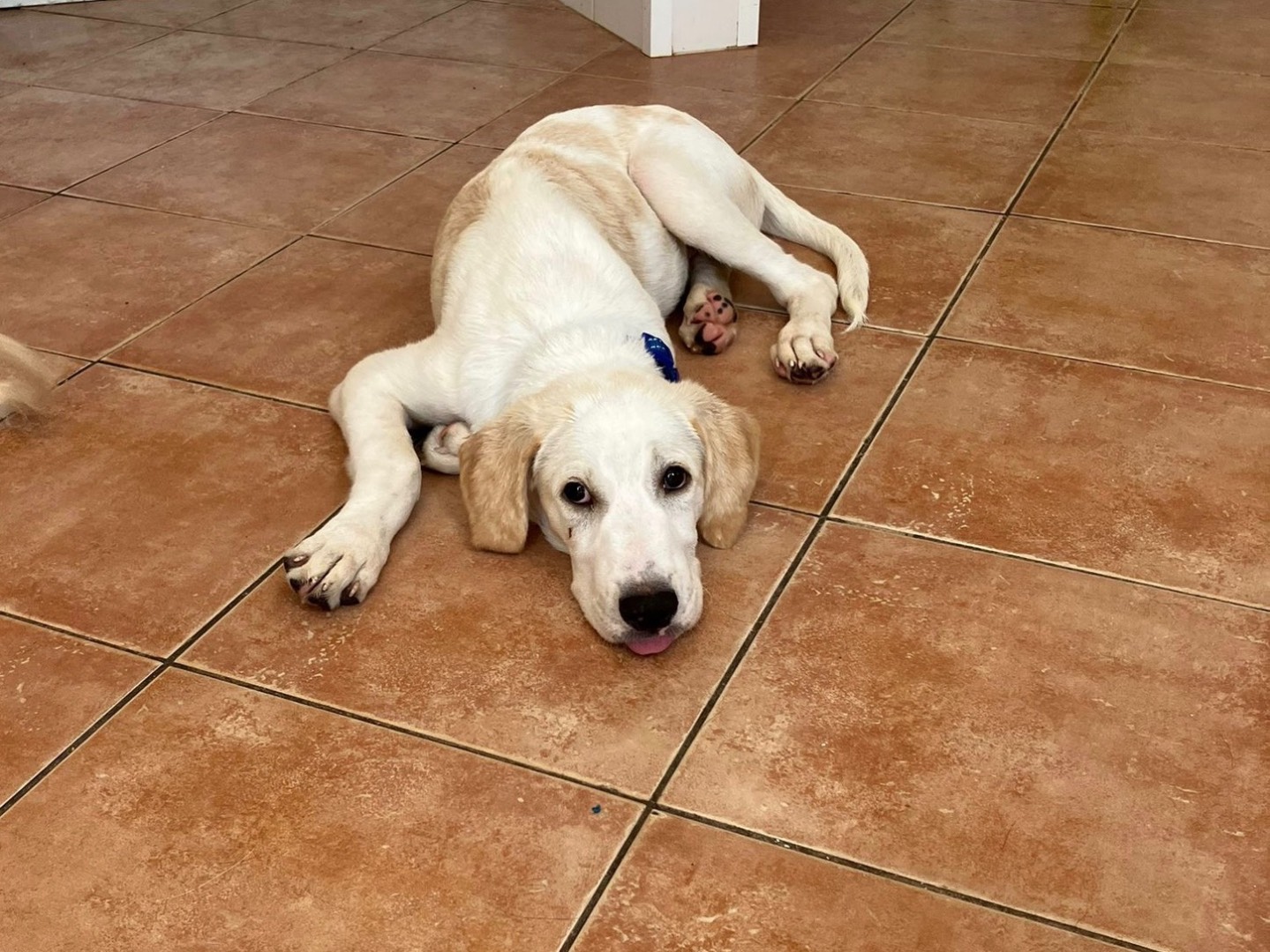 Adozione cane, maschio, Razza sconosciuta Razza sconosciuta, 6 mesi, taglia media, Sud