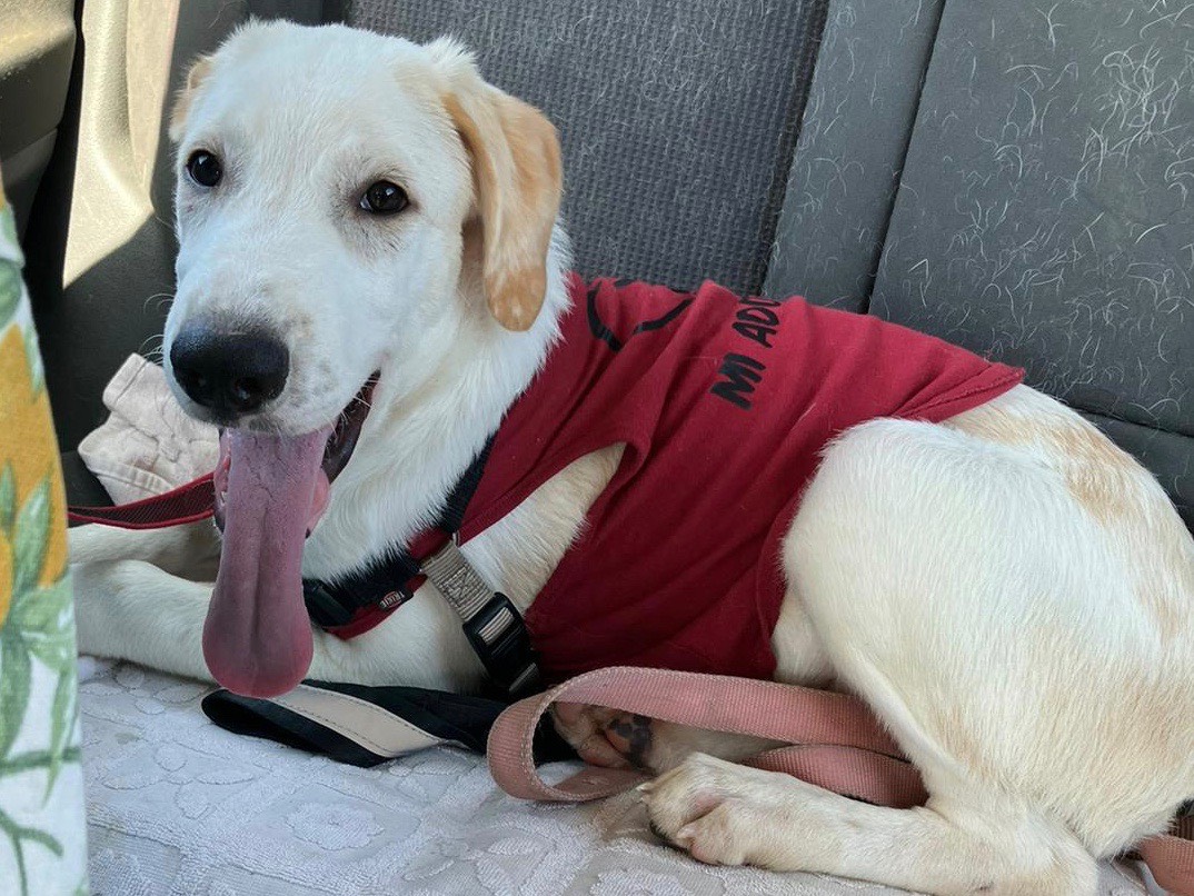 Adotta un cane, maschio, 6 mesi, Sud