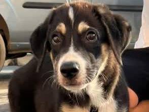 Adozione cane, maschio, Razza sconosciuta Razza sconosciuta, 3 mesi, taglia grande, Padova