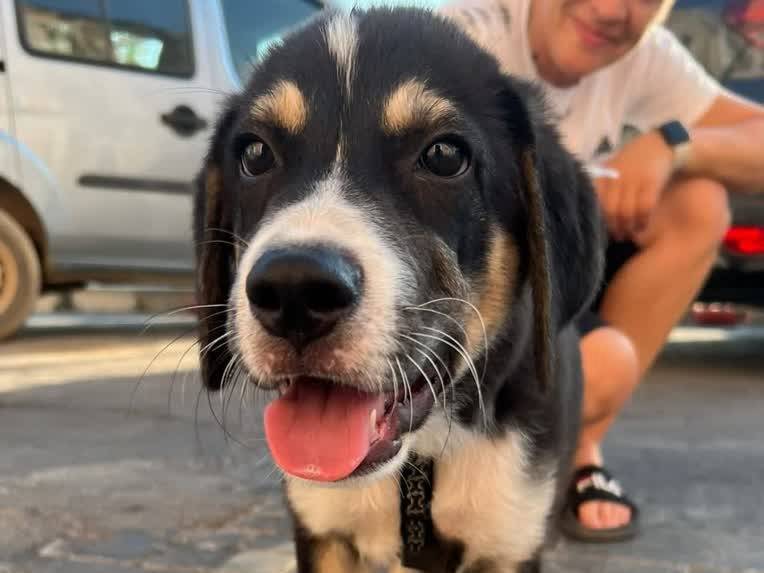 Adotta un cane, maschio, 3 mesi, Padova