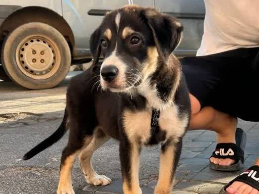 Adotta un cane, taglia grande, maschio, Padova