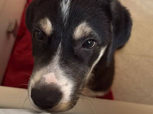 Vuoi adottare un cane a Padova?