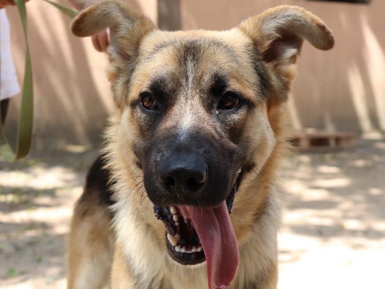 Adozione cane, maschio, Pastore tedesco Razza sconosciuta, 1 anno e 1 mese, taglia grande, Sud