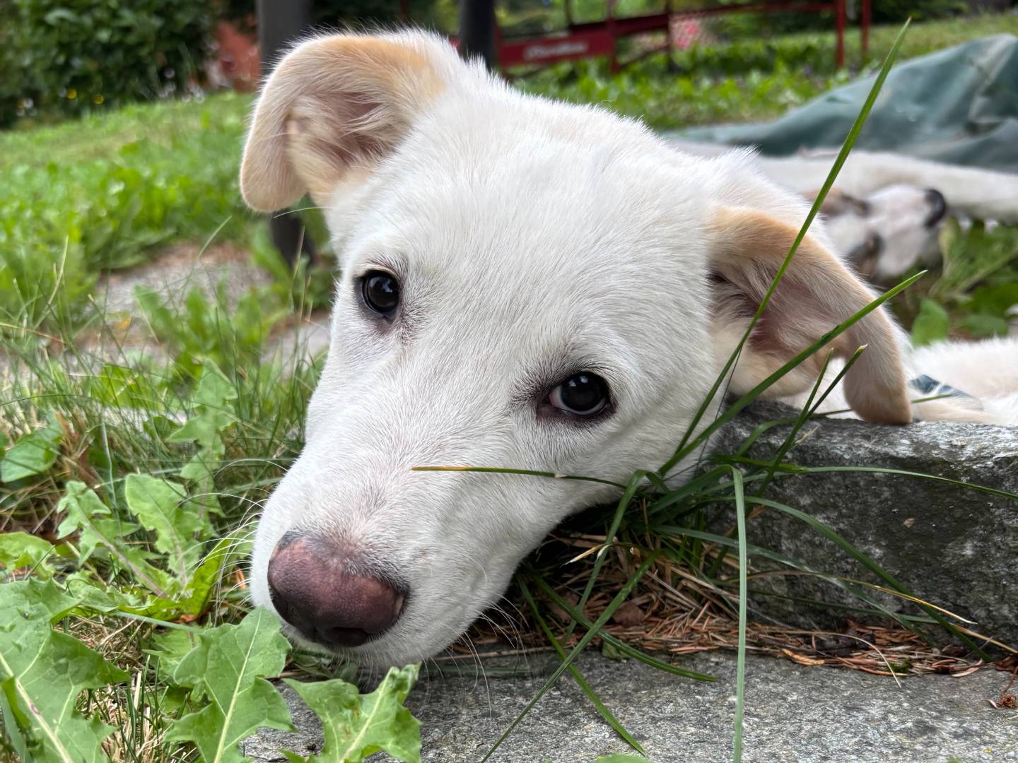 Vuoi adottare un cane a Salerno?