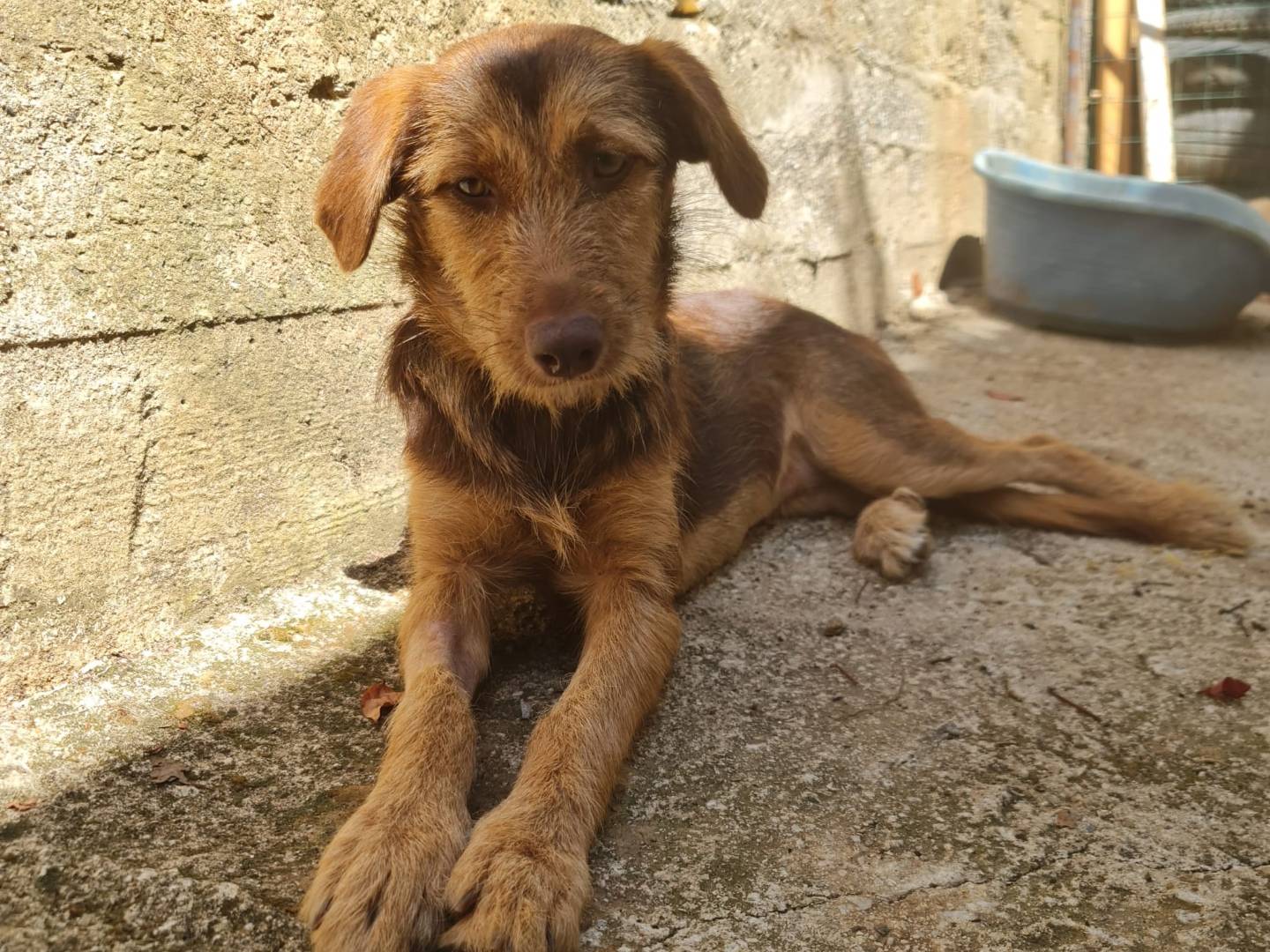 Adozione cane, femmina, Razza sconosciuta Razza sconosciuta, 1 anno e 9 mesi, taglia media contenuta, Salerno