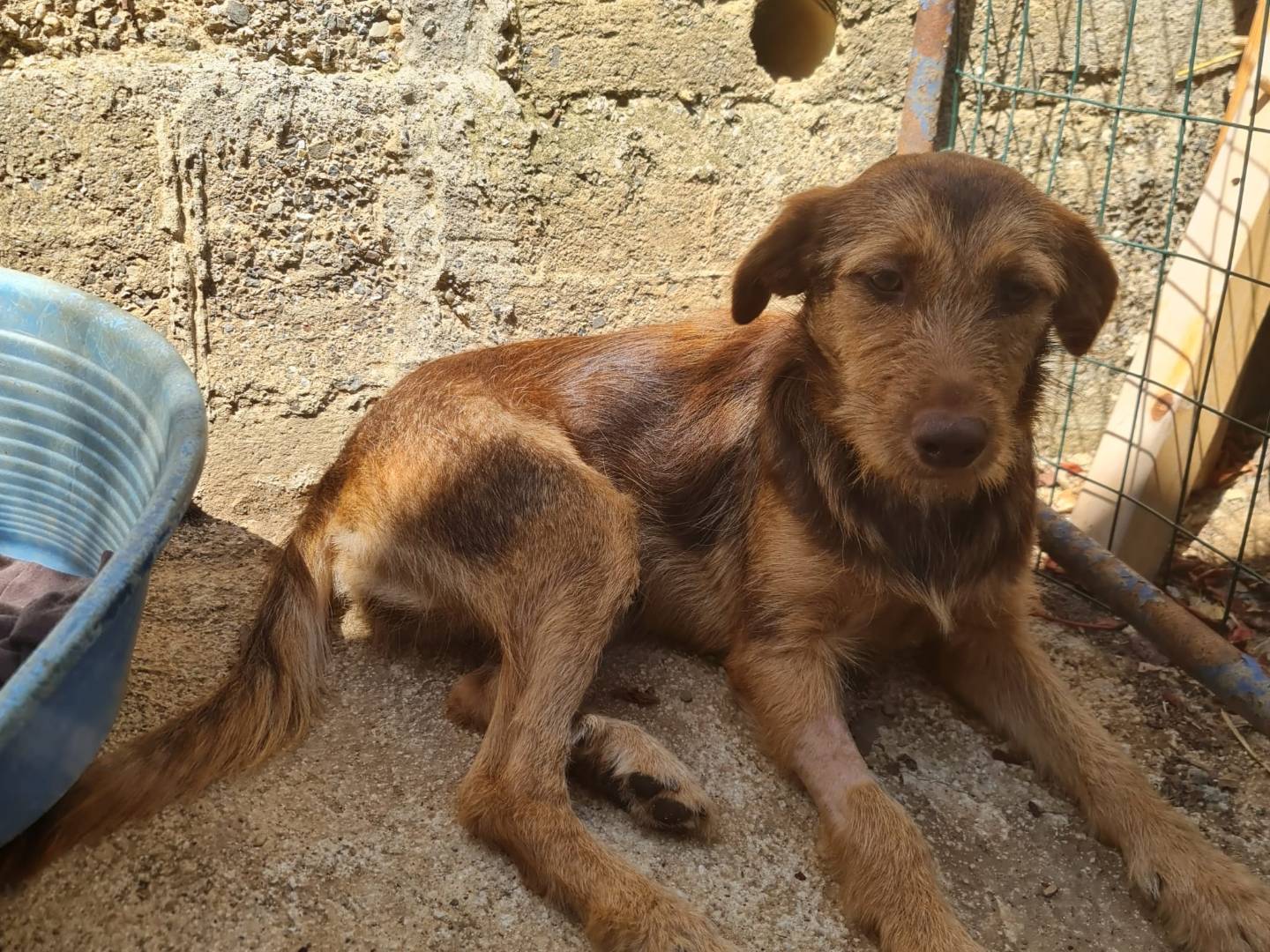 Adotta un cane, femmina, 1 anno e 9 mesi, Salerno
