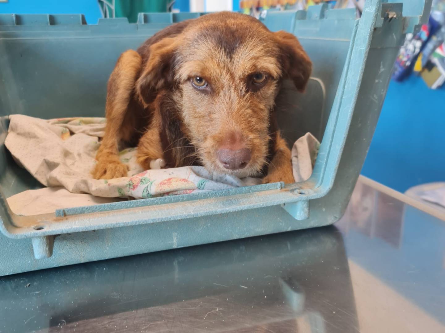 Adotta un cane, taglia media contenuta, femmina, Salerno