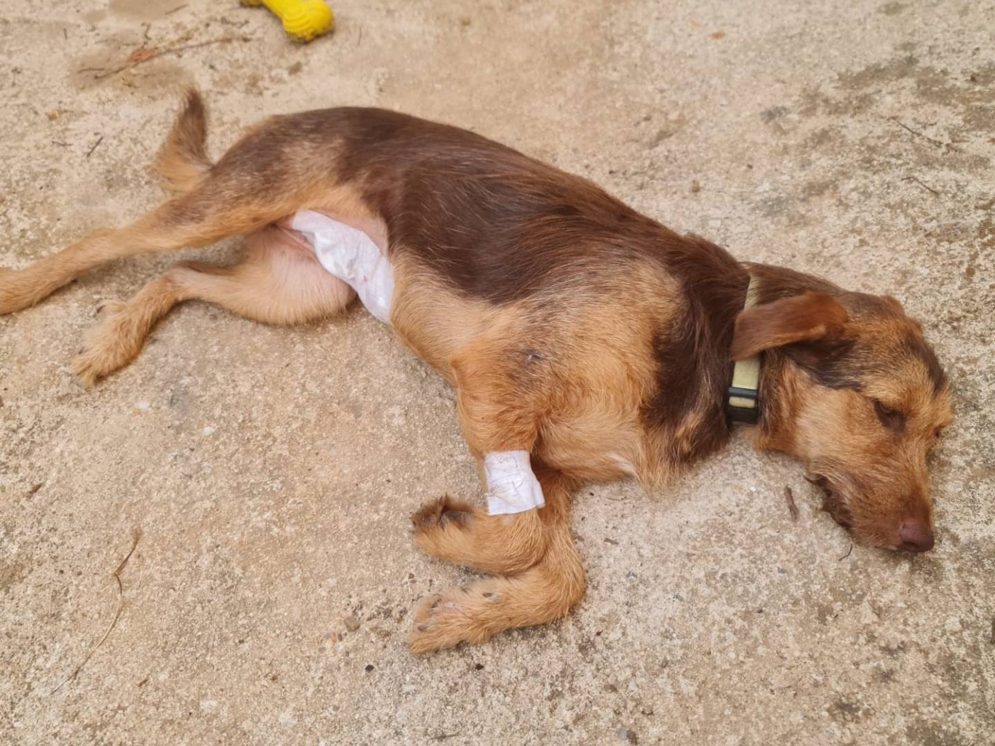 Adotta il cane Bionda a Salerno