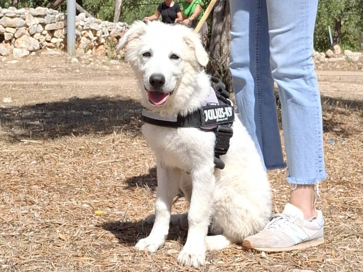 Adozione cane, maschio, Razza sconosciuta Razza sconosciuta, 3 mesi, taglia grande, Padova
