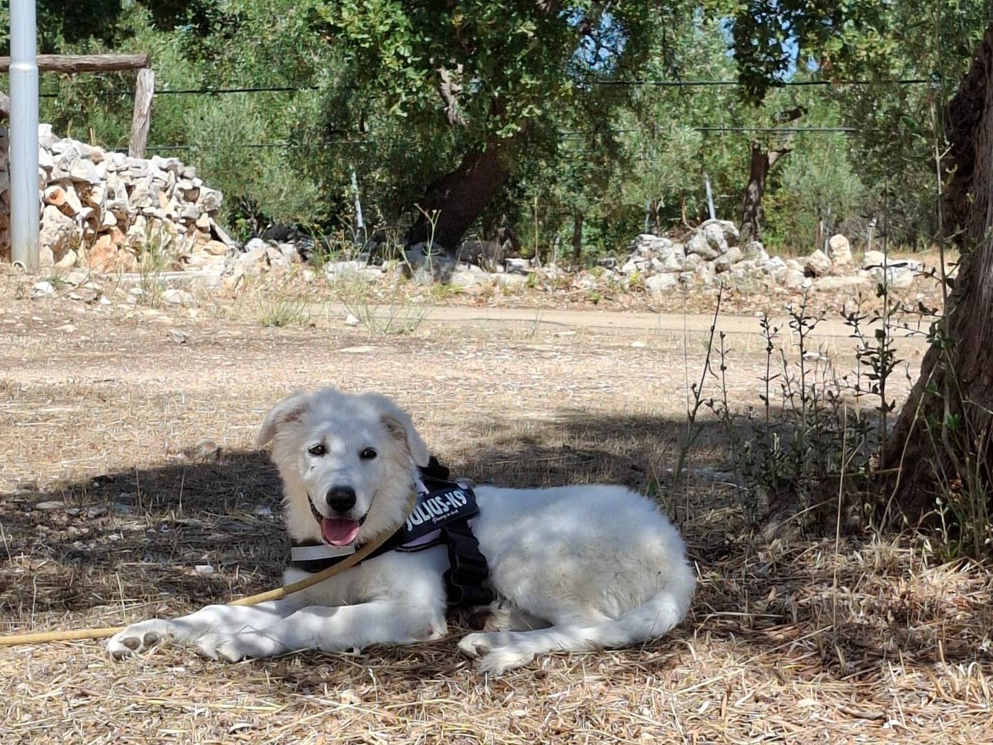 Adotta un cane, taglia grande, maschio, Padova