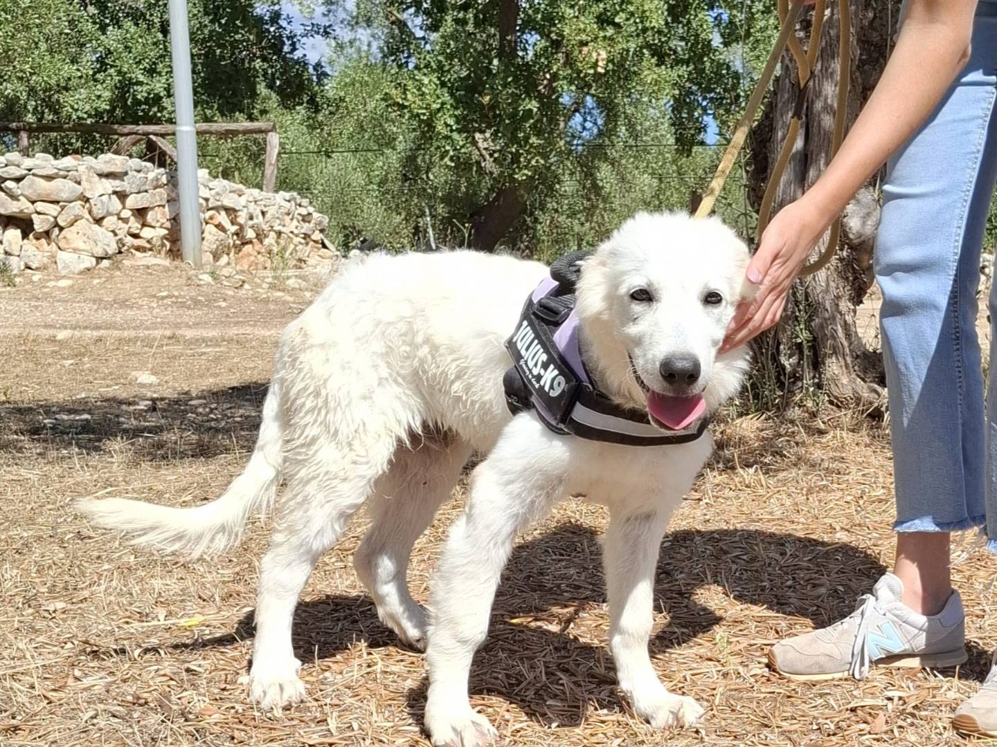 Vuoi adottare un cane a Padova?