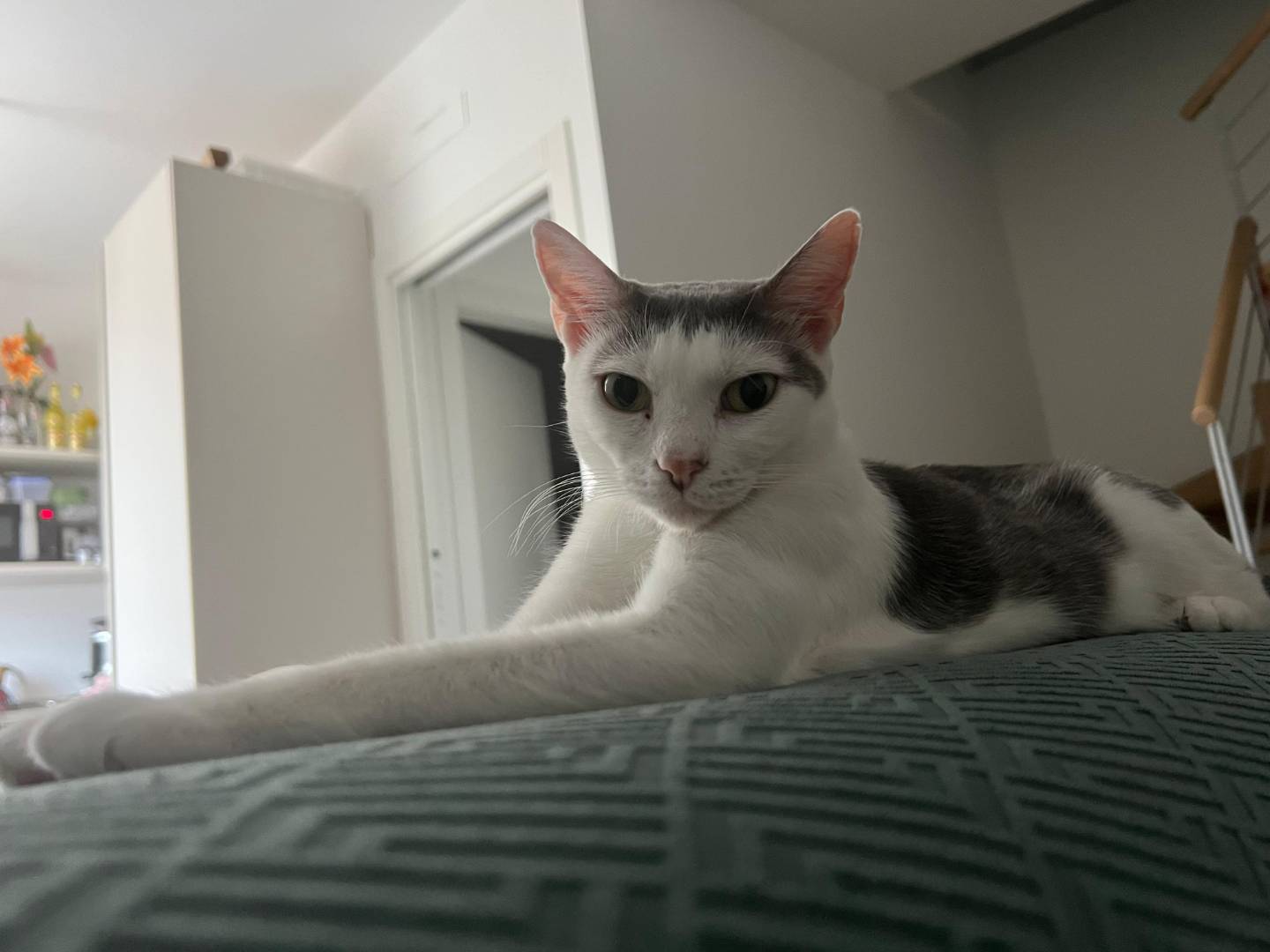 Adozione gatto, femmina, Razza sconosciuta Razza sconosciuta, 2 anni e 2 mesi, taglia non valida, Brescia