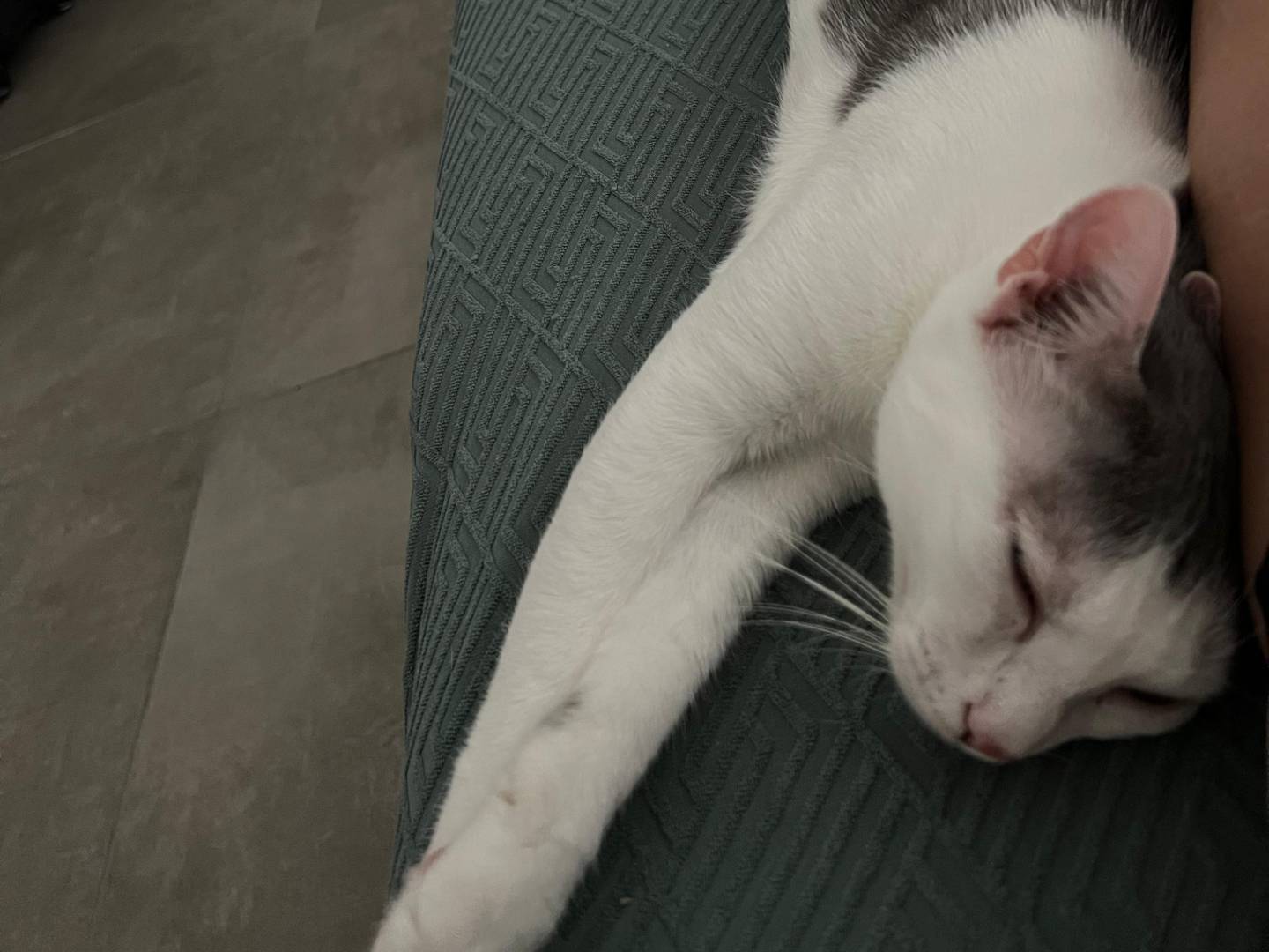 Adotta un gatto, femmina, 2 anni e 2 mesi, Brescia