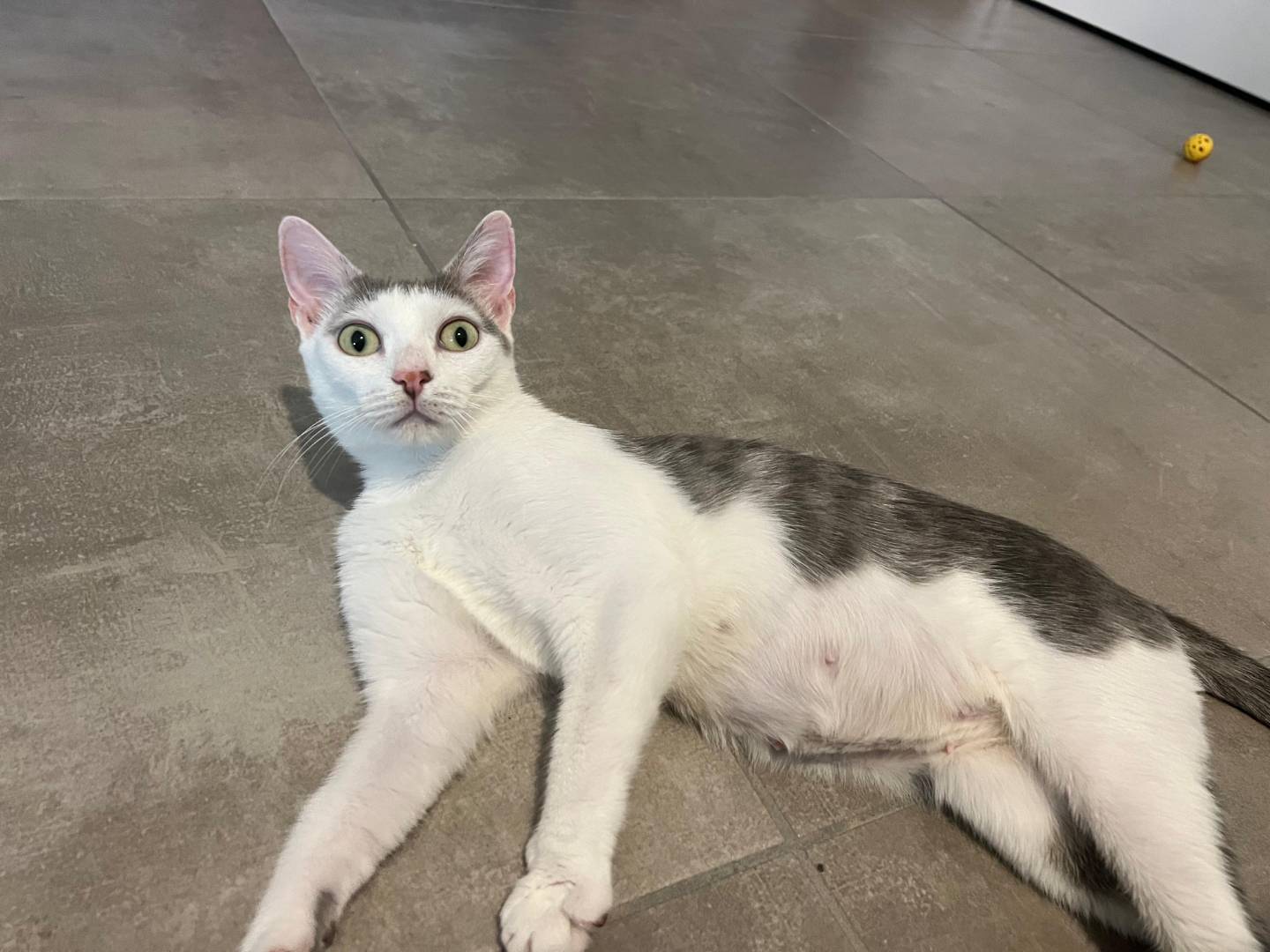 Adotta un gatto, taglia non valida, femmina, Brescia