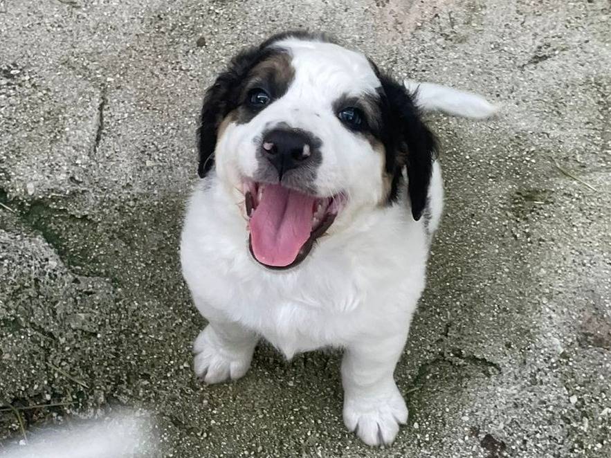 Adozione cane, maschio, Razza sconosciuta Razza sconosciuta, 1 mesi, taglia media, Frosinone