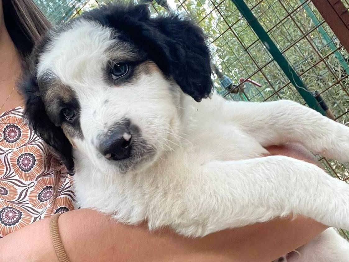 Adotta un cane, maschio, 1 mesi, Frosinone