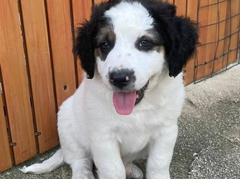 Adotta un cane, taglia media, maschio, Frosinone