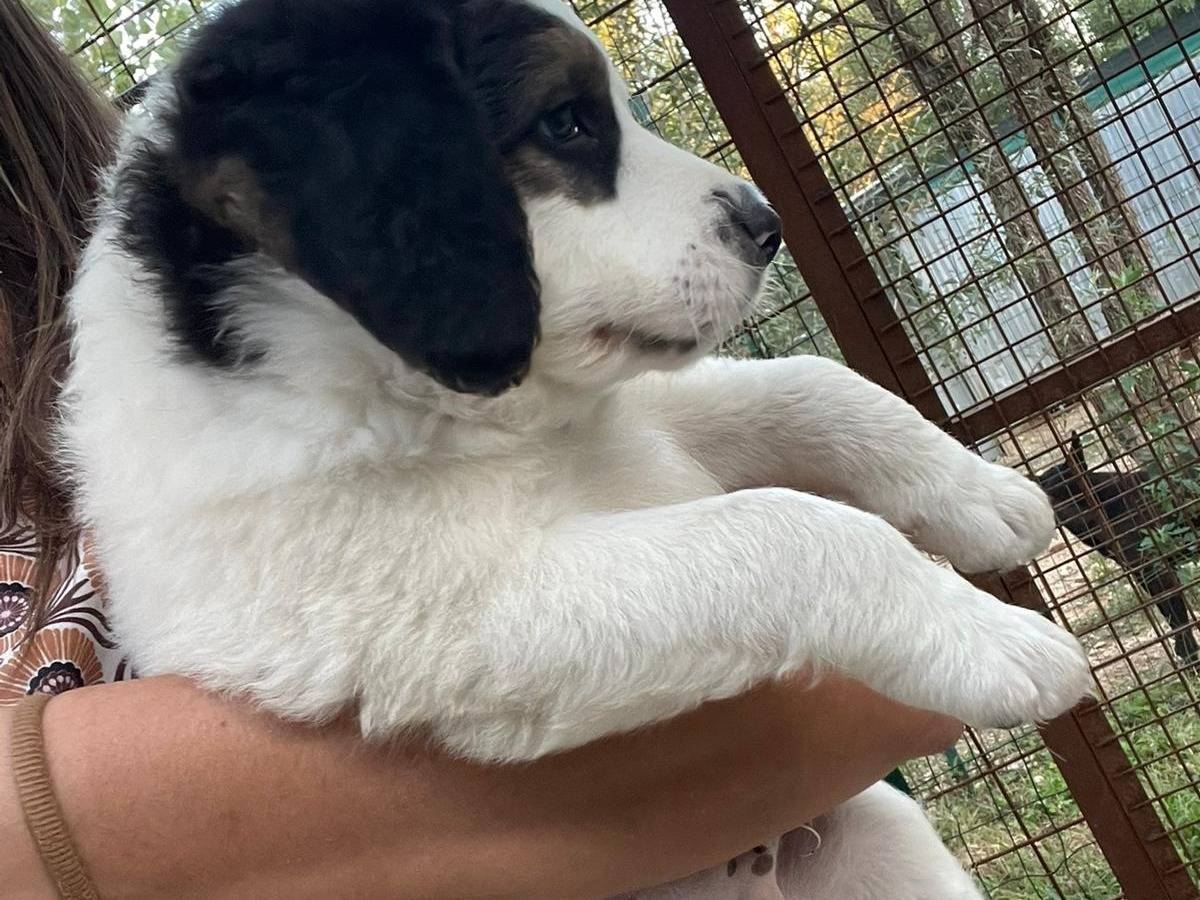 Vuoi adottare un cane a Frosinone?