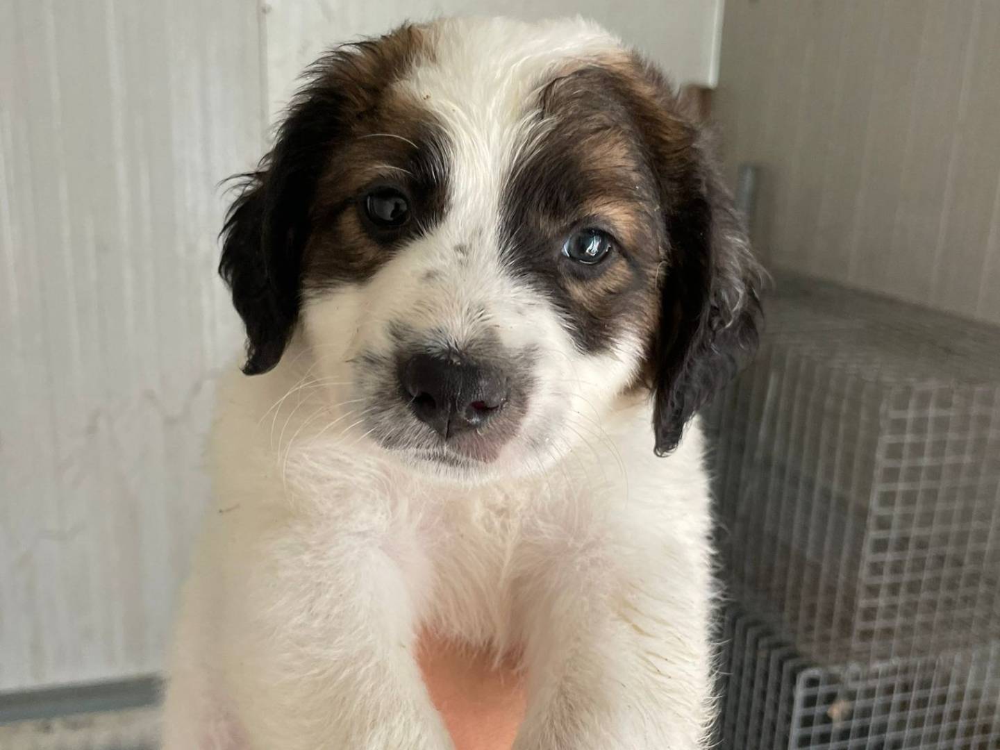 Adozione cane, maschio, Razza sconosciuta Razza sconosciuta, 1 mesi, taglia media, Frosinone