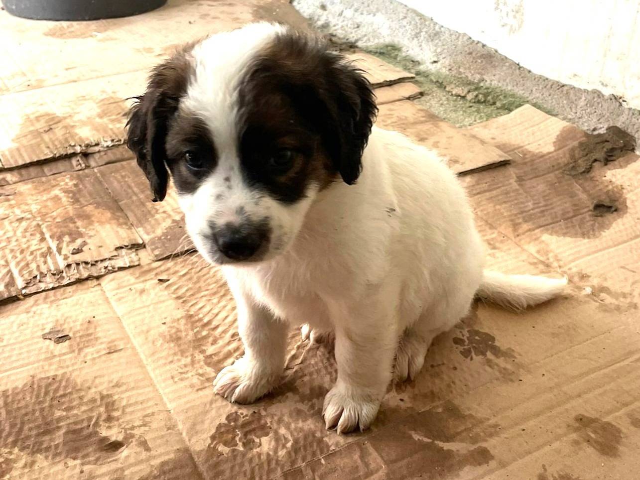 Adotta un cane, maschio, 1 mesi, Frosinone