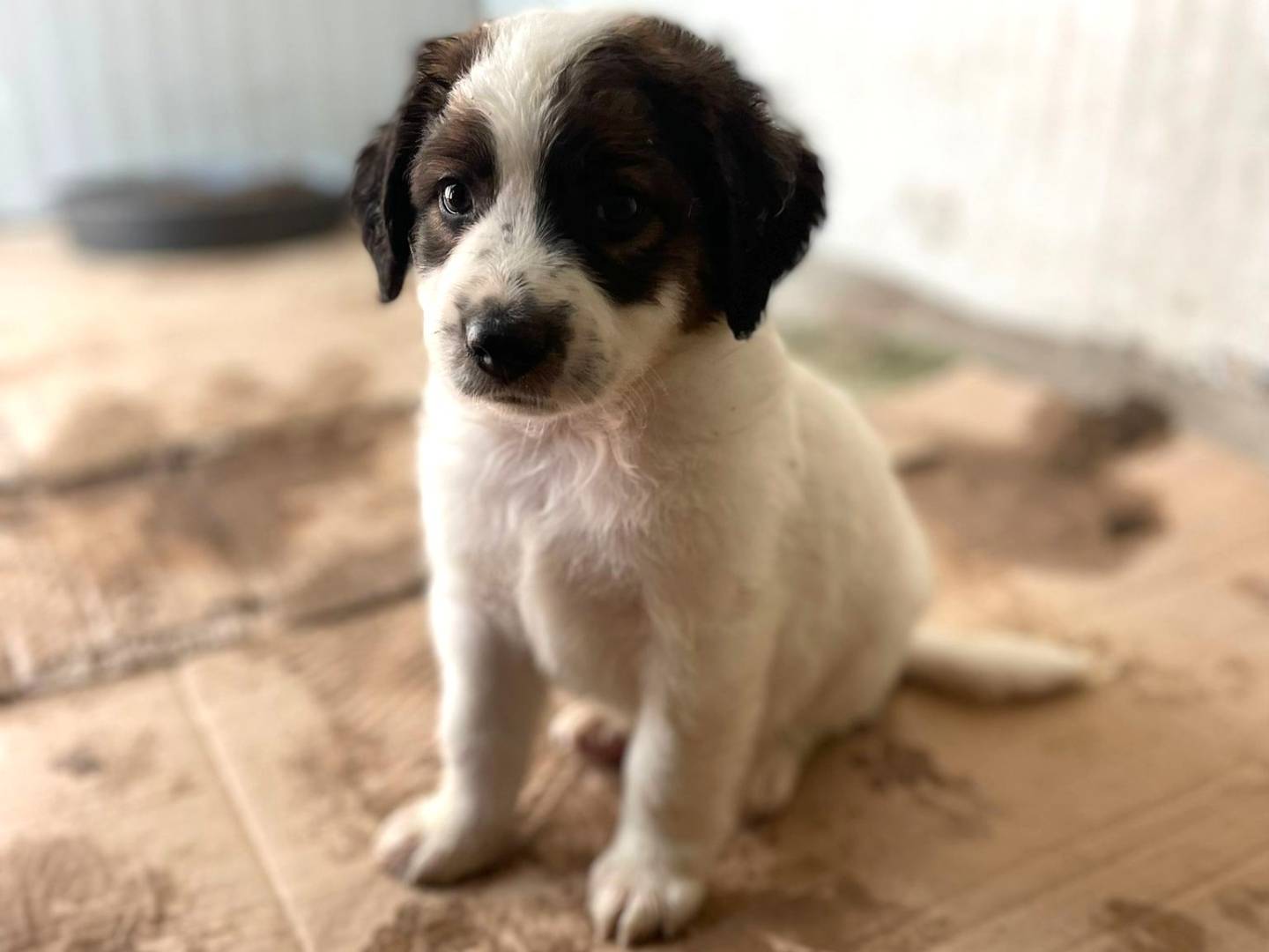 Adotta un cane, taglia media, maschio, Frosinone