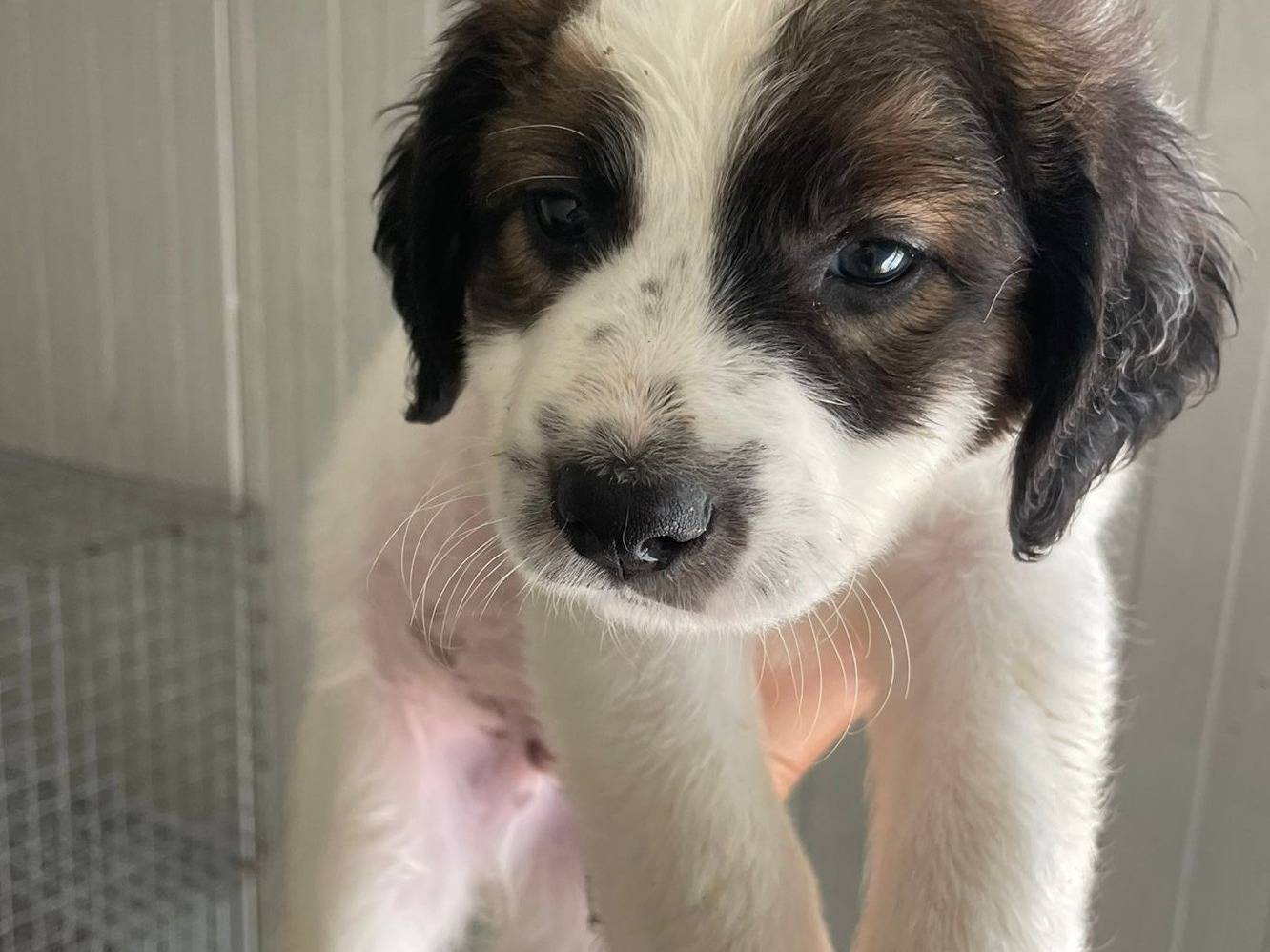 Vuoi adottare un cane a Frosinone?