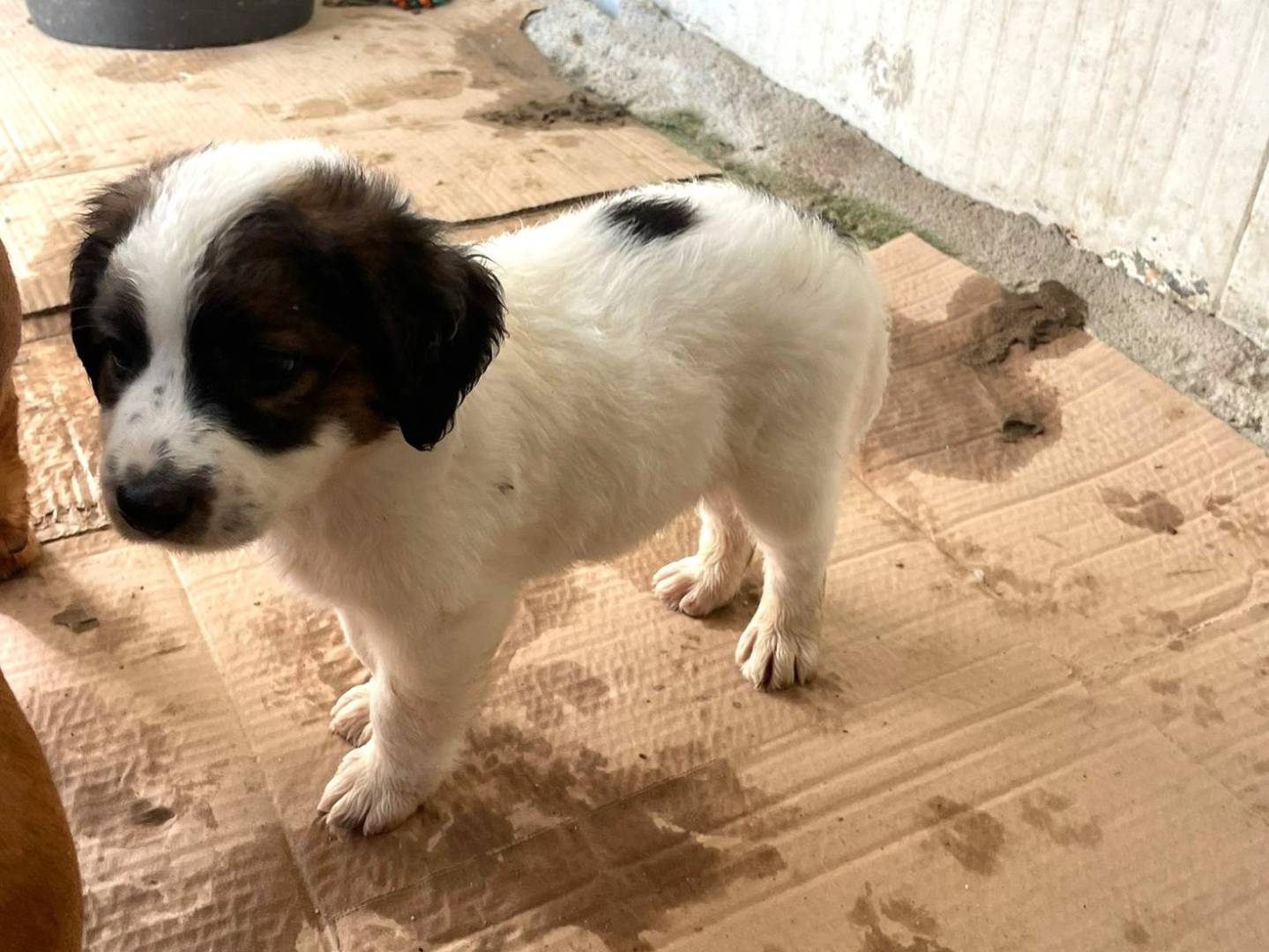 Adotta il cane JACKY a Frosinone