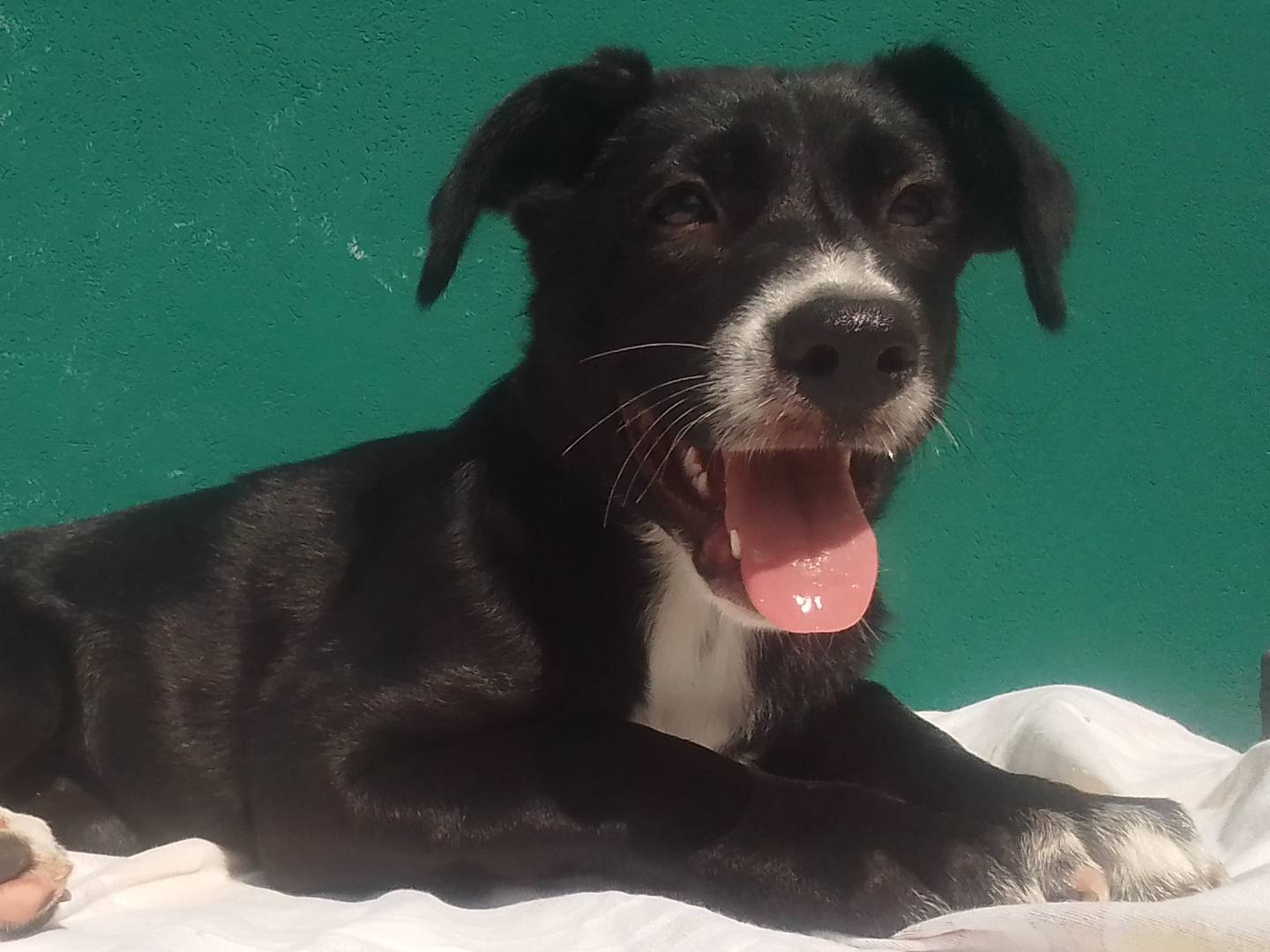 Adozione cane, femmina, Razza sconosciuta Razza sconosciuta, 4 mesi, taglia media, Padova