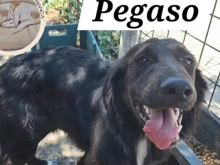 Adozione cane, maschio, Razza sconosciuta Razza sconosciuta, 1 anno e 3 mesi, taglia media contenuta, Cosenza