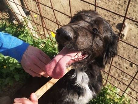 Adotta un cane, maschio, 1 anno e 3 mesi, Cosenza