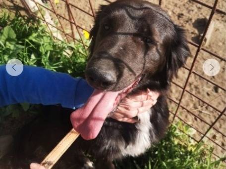 Adotta un cane, taglia media contenuta, maschio, Cosenza
