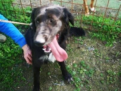 Vuoi adottare un cane a Cosenza?