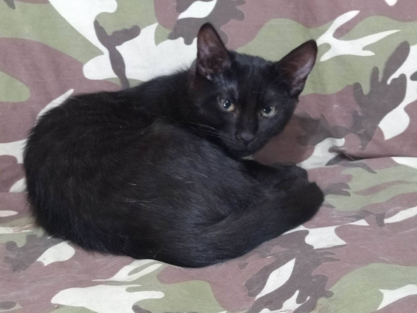 Vuoi adottare un gatto a Varese?