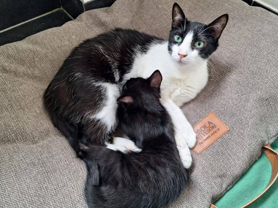 Adozione gatto, femmina, Razza sconosciuta Razza sconosciuta, 1 anno e 3 mesi, taglia non valida, Varese
