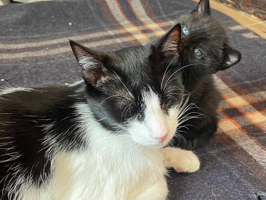 Adotta un gatto, femmina, 1 anno e 3 mesi, Varese