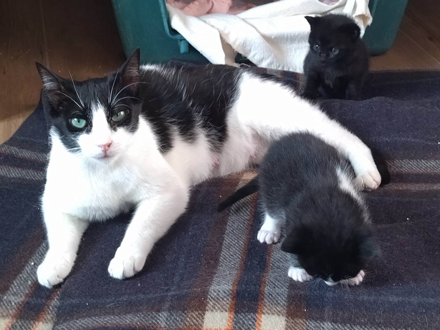 Vuoi adottare un gatto a Varese?