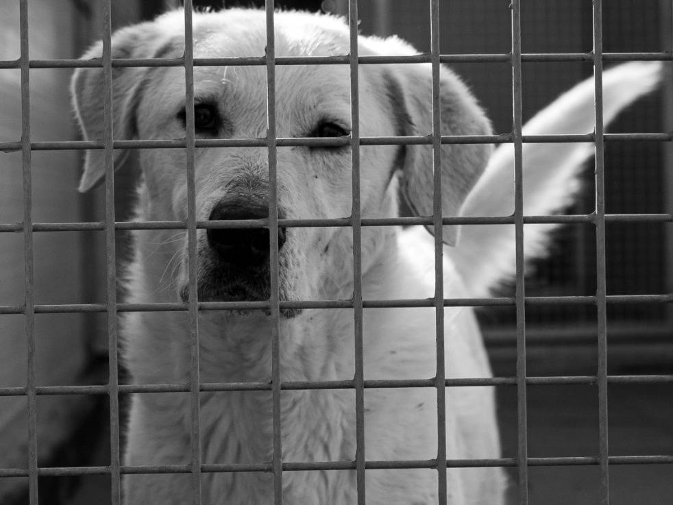 Adozione cane, maschio, Razza sconosciuta Razza sconosciuta, 4 anni e 4 mesi, taglia grande, Milano