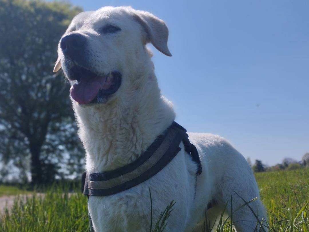 Adotta il cane Cesare a Milano