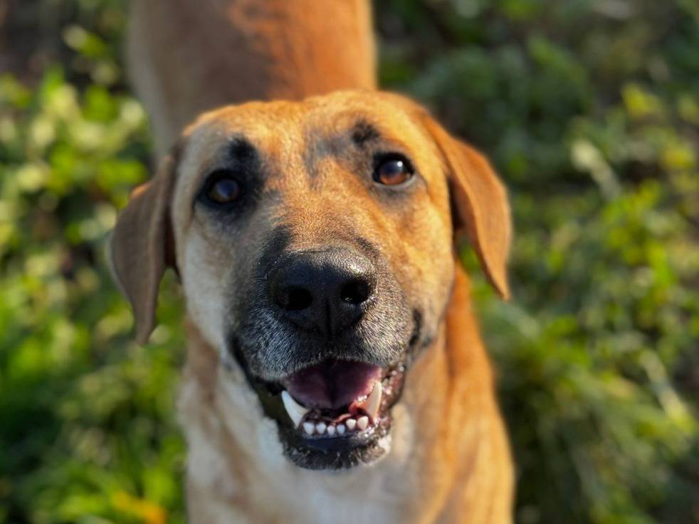 Adozione cane, maschio, Razza sconosciuta Razza sconosciuta, 3 anni e 8 mesi, taglia grande, Milano