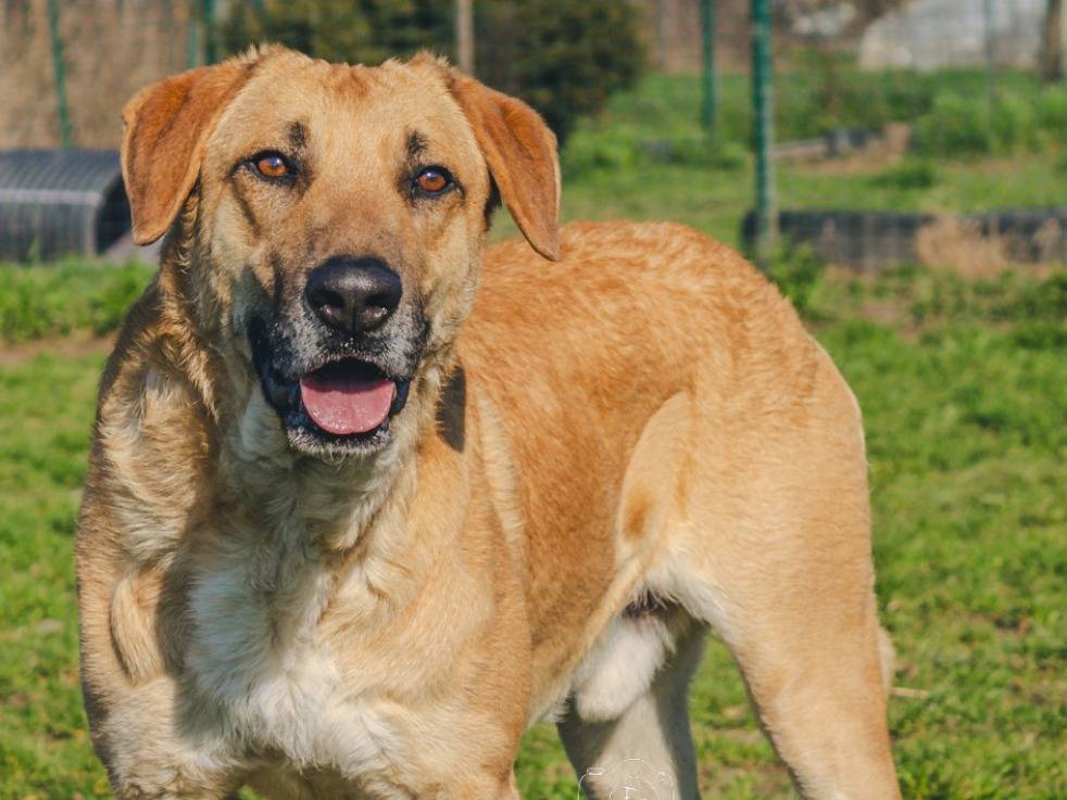 Adotta un cane, taglia grande, maschio, Milano
