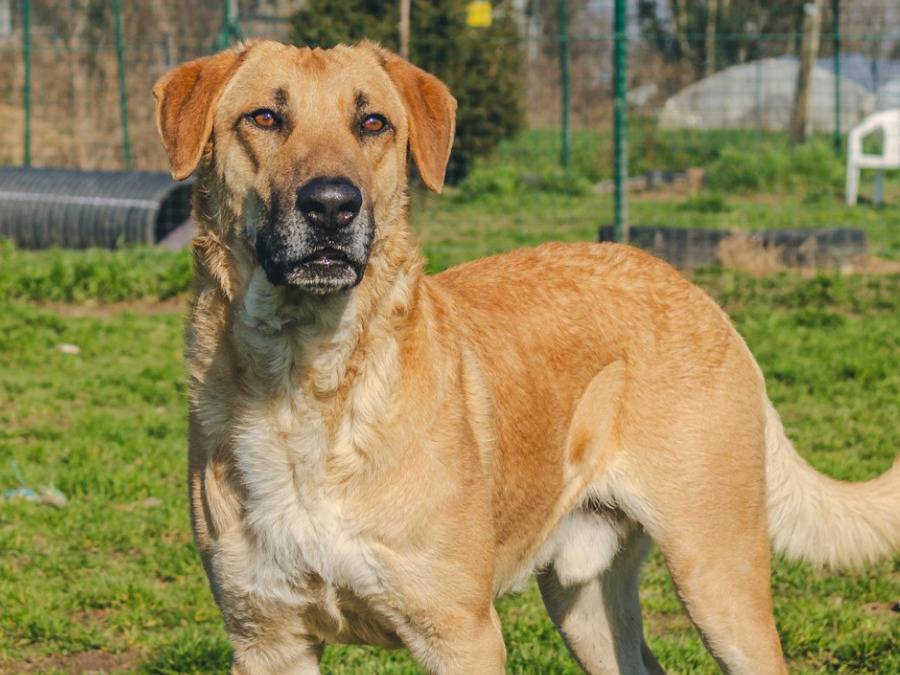 Vuoi adottare un cane a Milano?