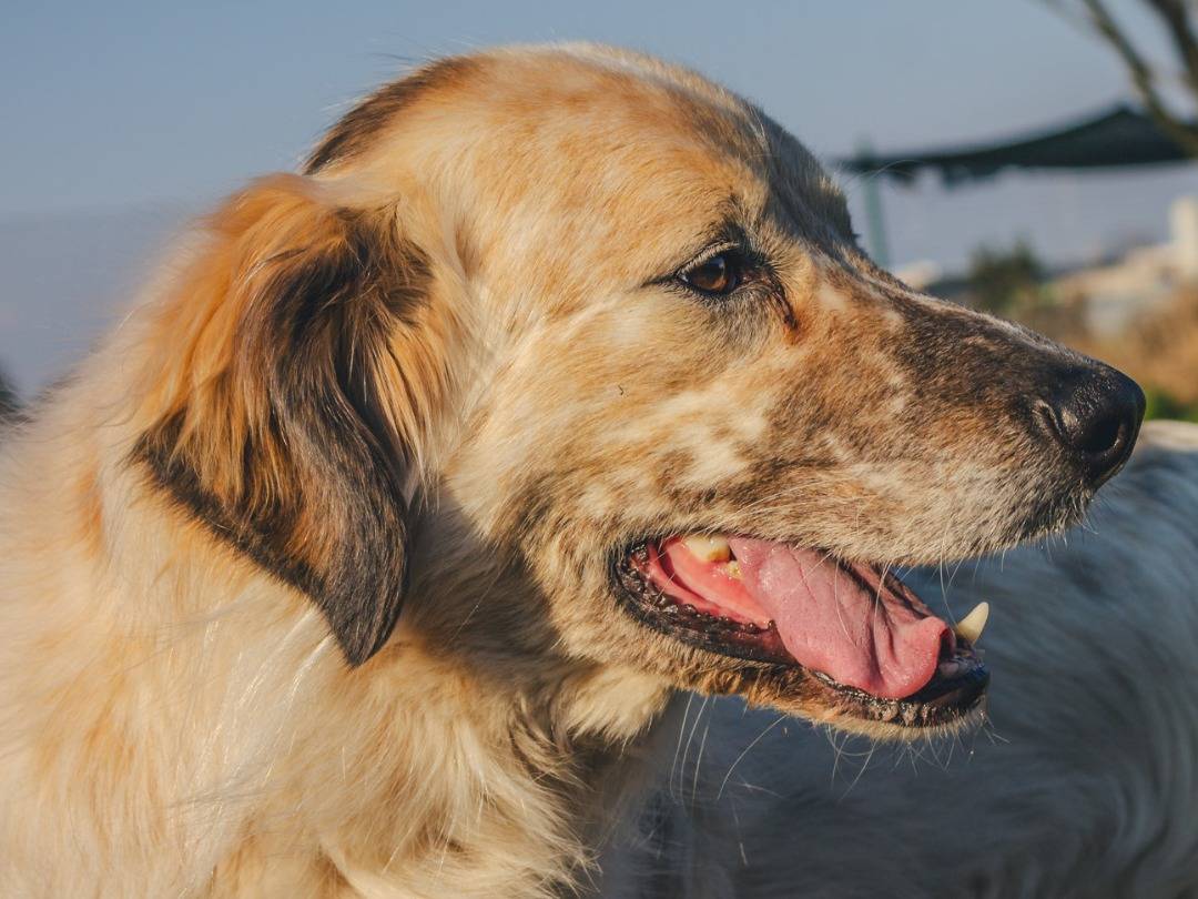 Adozione cane, maschio, Razza sconosciuta Razza sconosciuta, 4 anni e 4 mesi, taglia media, Milano