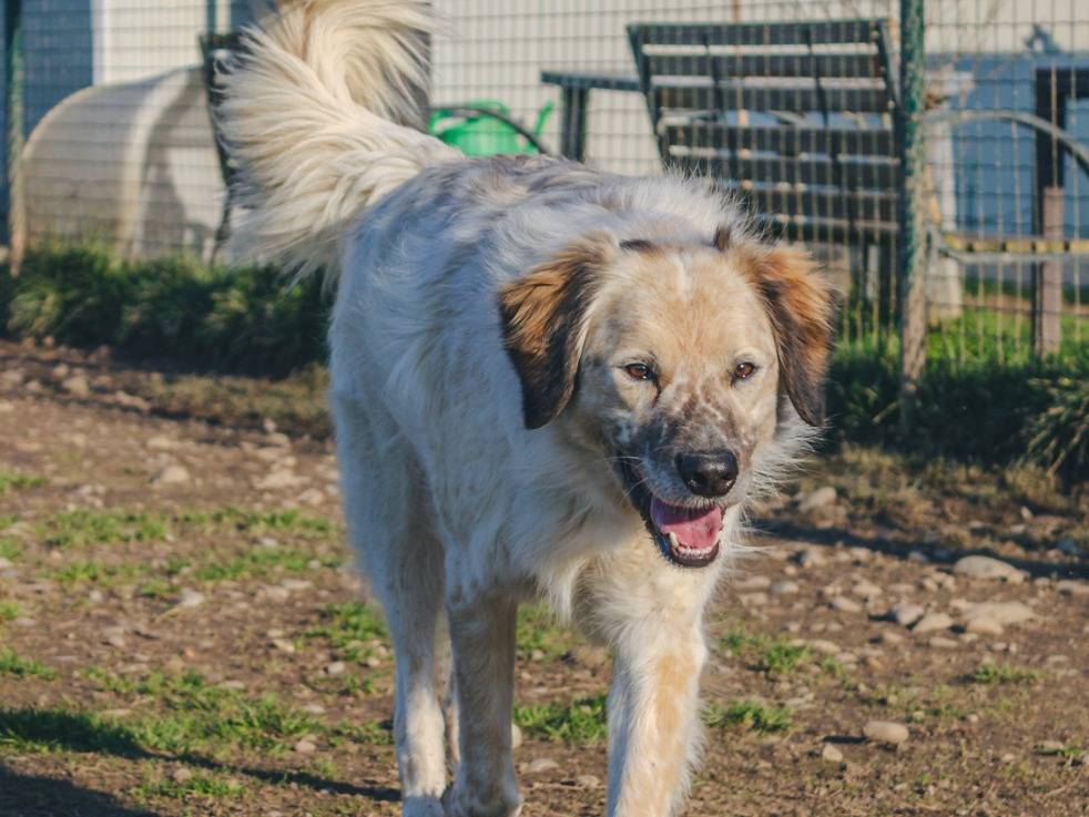 Adotta un cane, maschio, 4 anni e 4 mesi, Milano