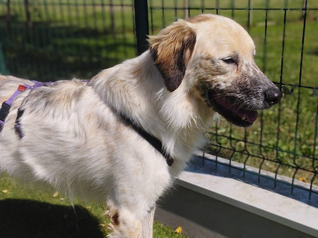Adotta un cane, taglia media, maschio, Milano