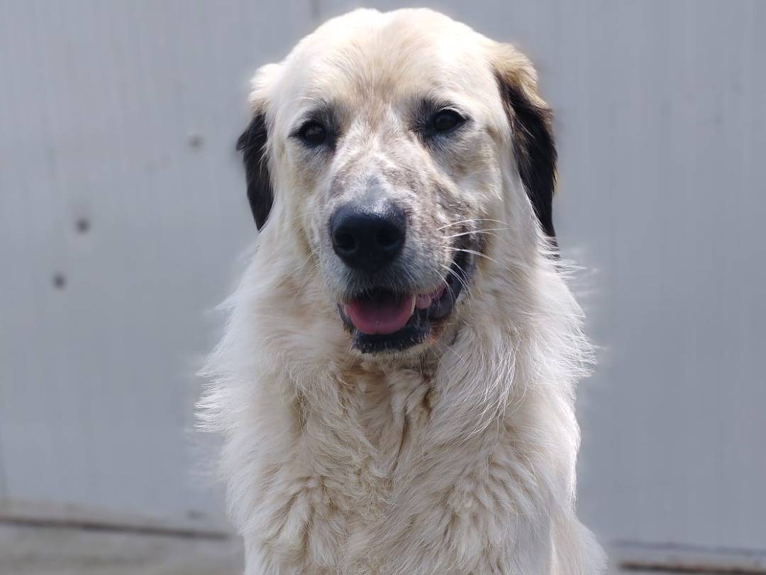 Vuoi adottare un cane a Milano?